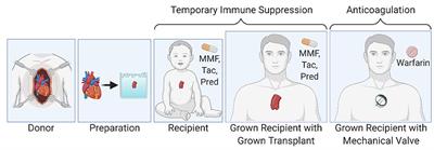 Cellular Viability of Partial Heart Transplant Grafts in Cold Storage